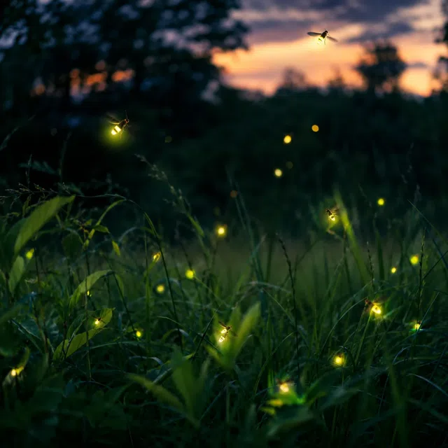 Lucciole luminose di notte