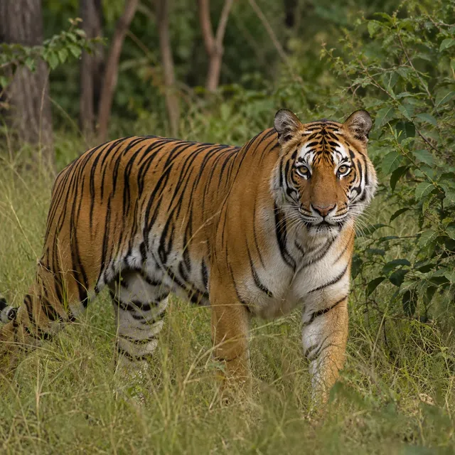 Tiger with visible dark stripes