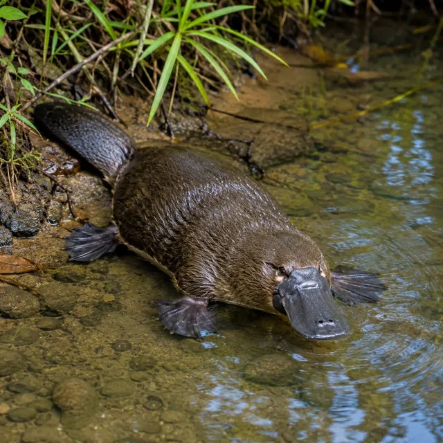 Ornithorynque dans l'eau en tant que mammifère pondeur