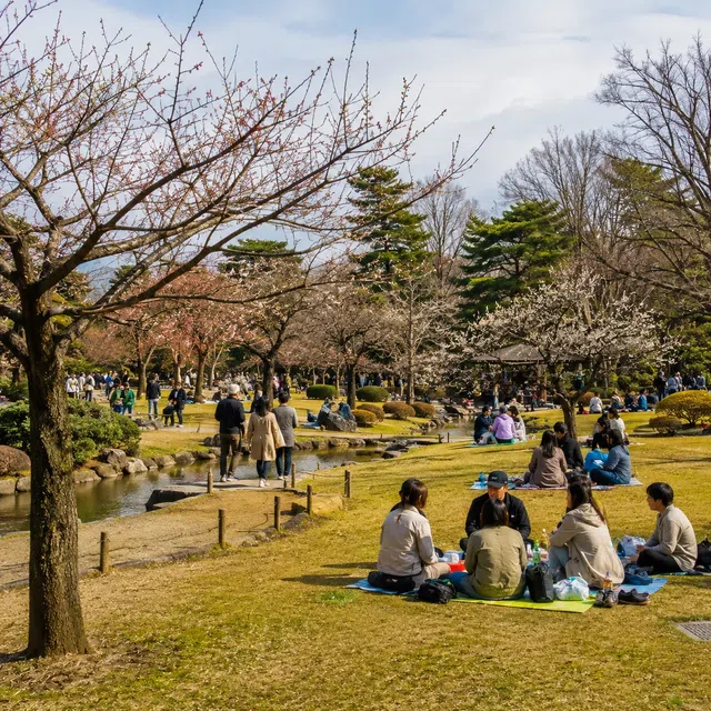 Hanami sırasında piknik örtülerinin üzerindeki sakura dalları