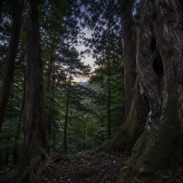 Mammifère japonais nocturne avec membrane déployée entre des arbres