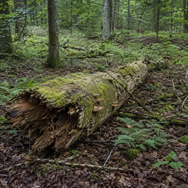 Bois mort dans une forêt proche de la nature comme habitat