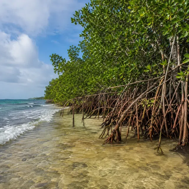 Mangrove sur une côte tropicale comme image de question